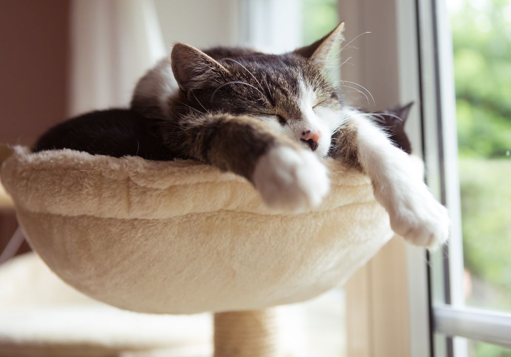 DIY Cat Hammock Step by Step Guide - Sewhubs